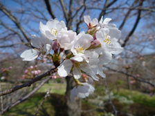 ソメイヨシノ（染井吉野）1