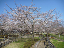 陽だまり広場のソメイヨシノ