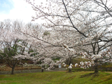 だんだん広場のソメイヨシノ開花の様子2