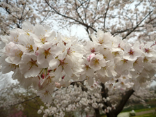 8分咲きのソメイヨシノ