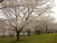 古墳の丘のソメイヨシノ開花の様子1