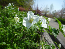 シロヤマブキ