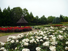 バラ園2