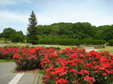 バラ園1