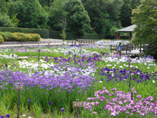 菖蒲園の様子2