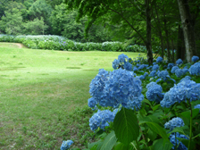 アジサイ2