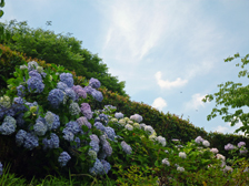 アジサイ1