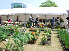 植木市2