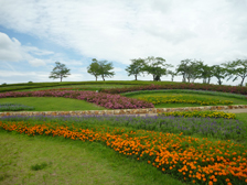 馬見花苑の花々