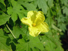 ゴーヤの雄花