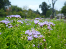 ユーパトリウム1