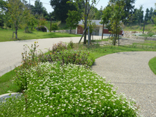 ユーパトリウム2