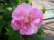 夕方のスイフヨウ