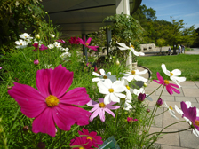コスモス2