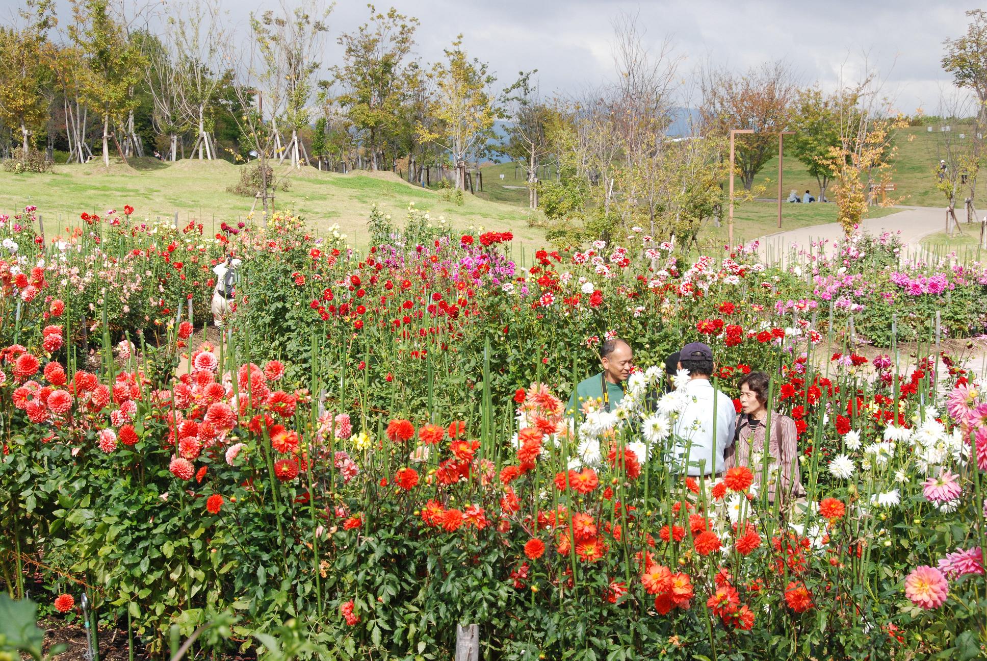 ダリア園3