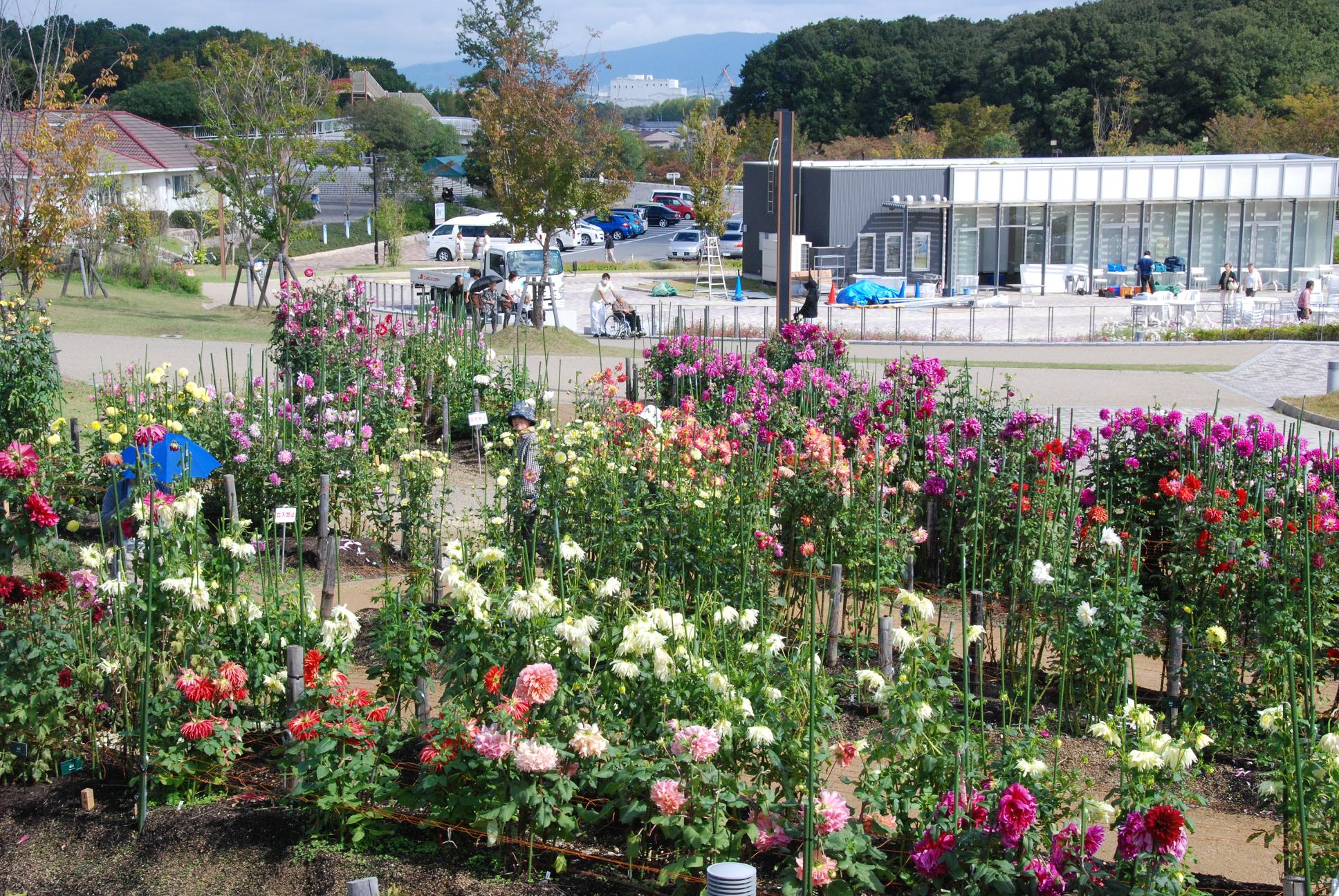 ダリア園2