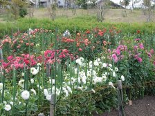ダリア園5