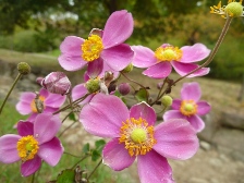 ピンク色のシュウメイギク