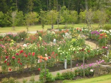 今日のダリア園の様子2