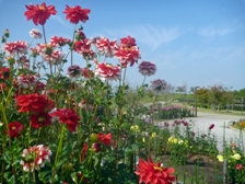 今日のダリア園の様子1