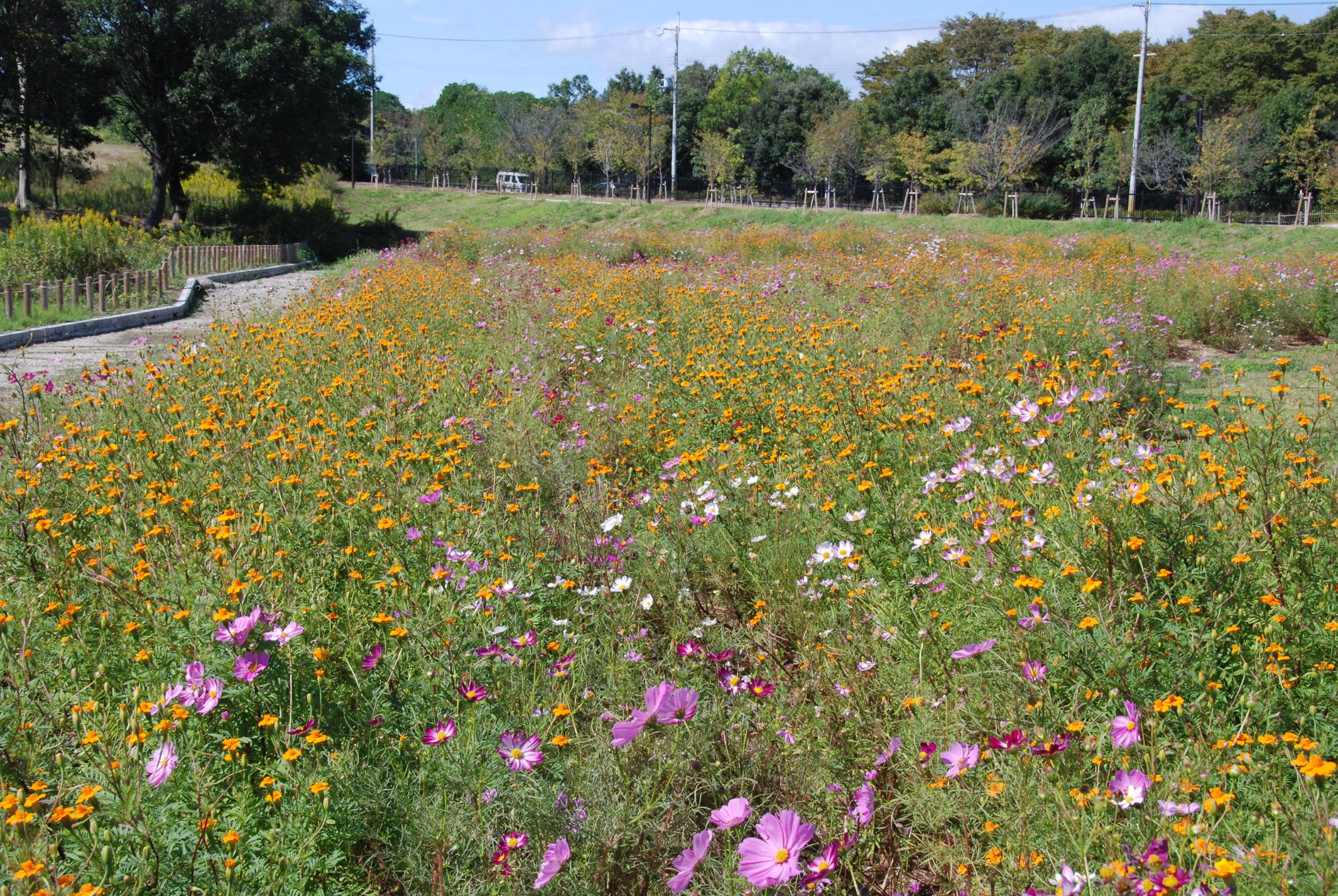 マリーゴールド
