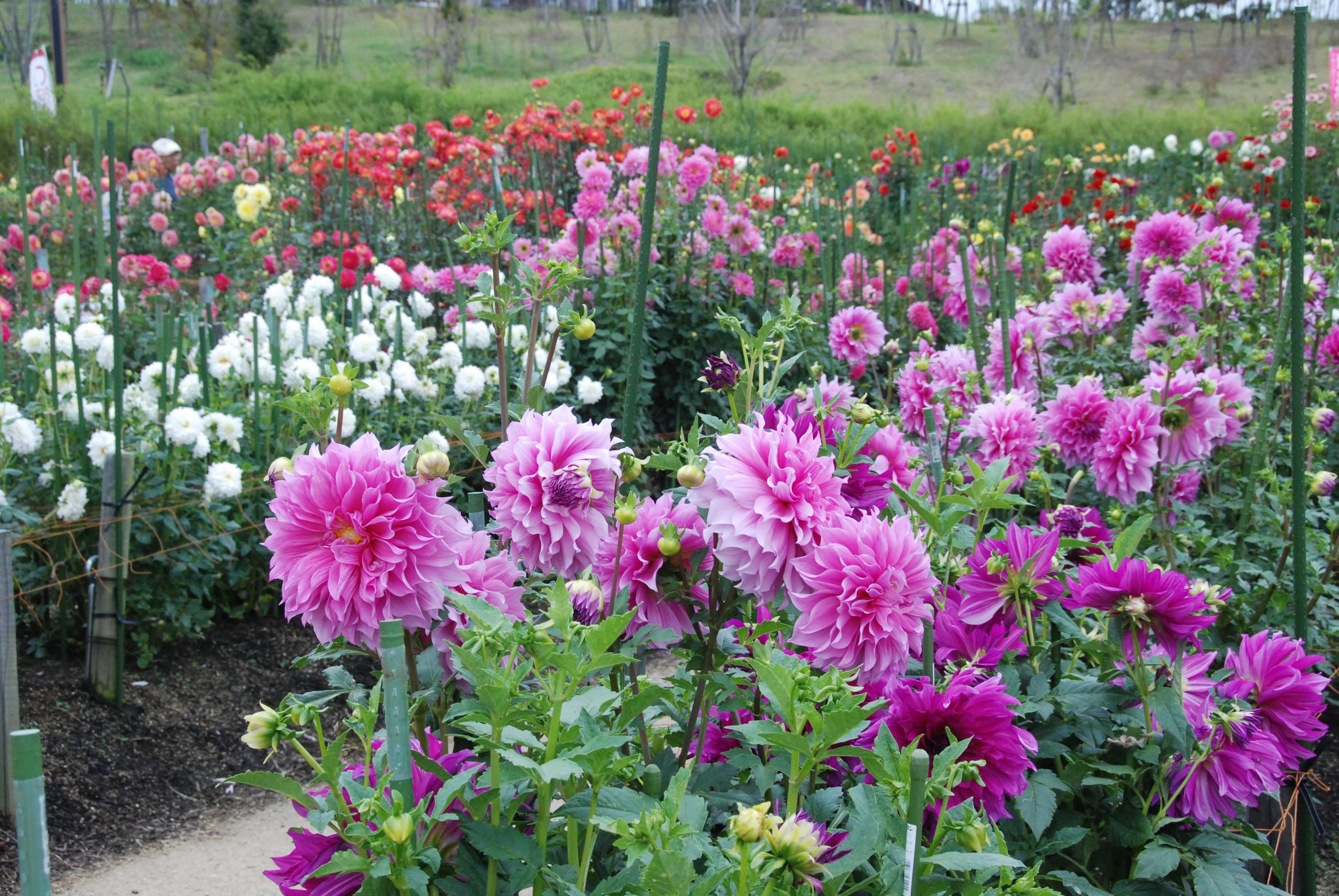 ダリア園2
