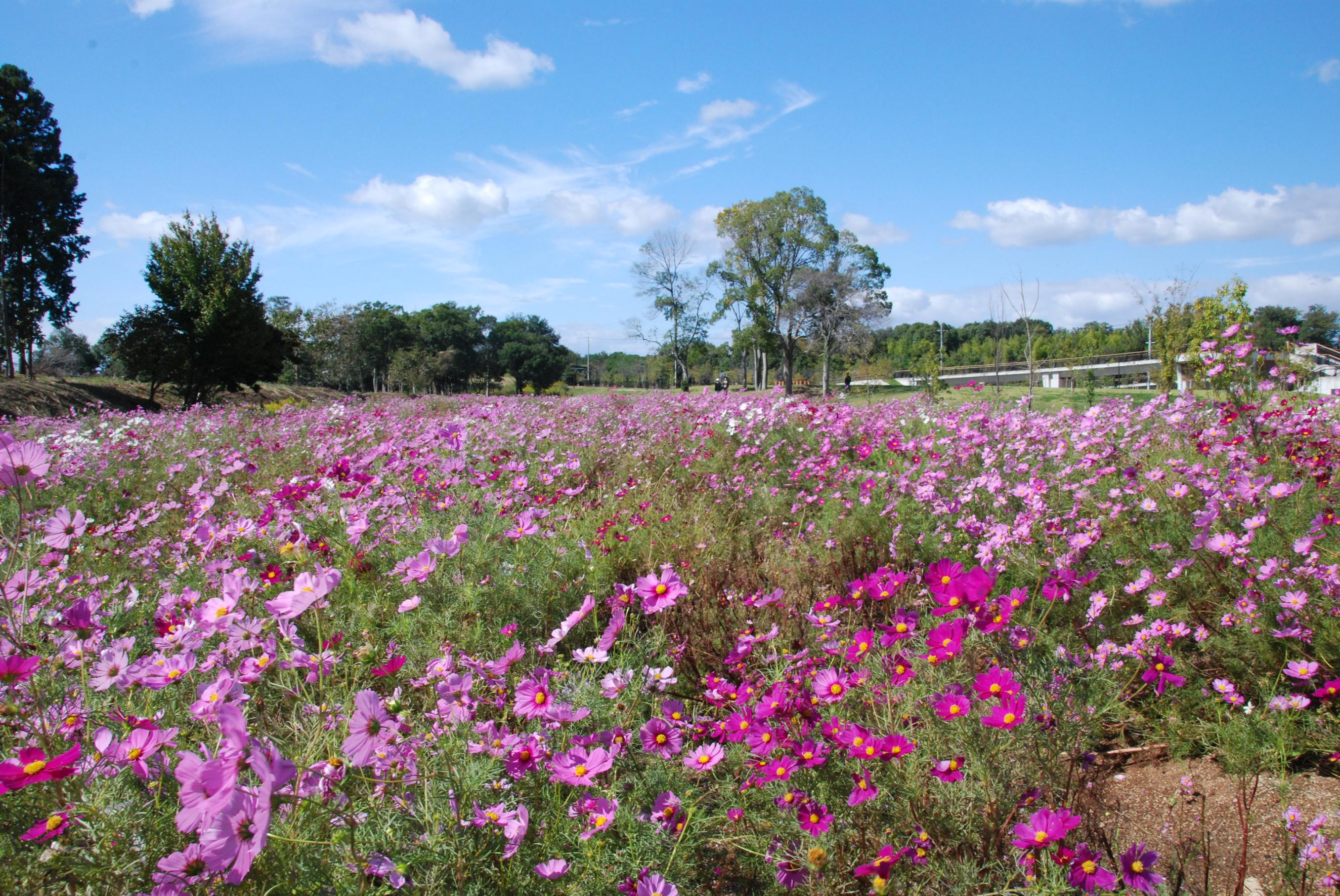 コスモス畑