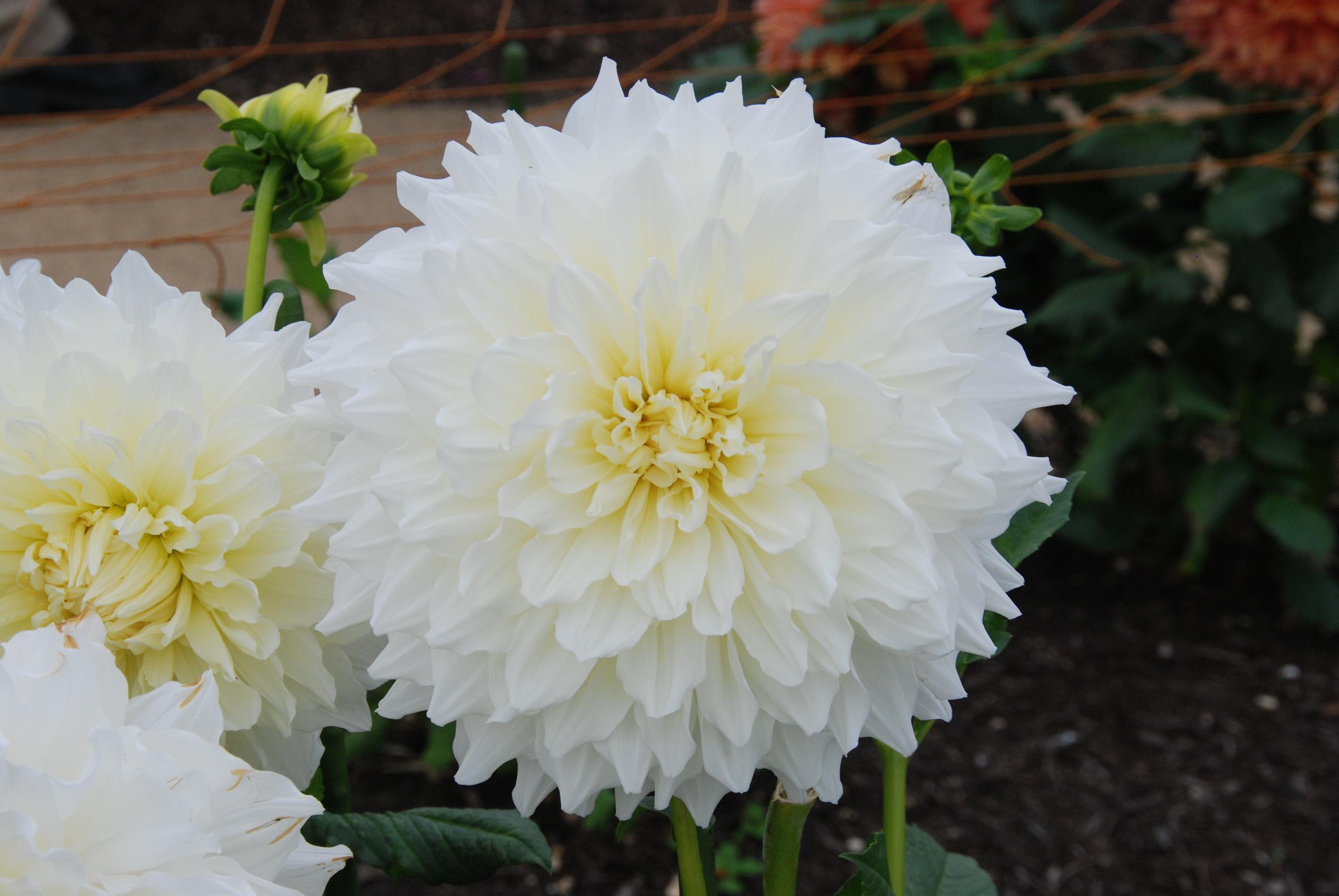 ダリアのマルコムズ・ホワイト