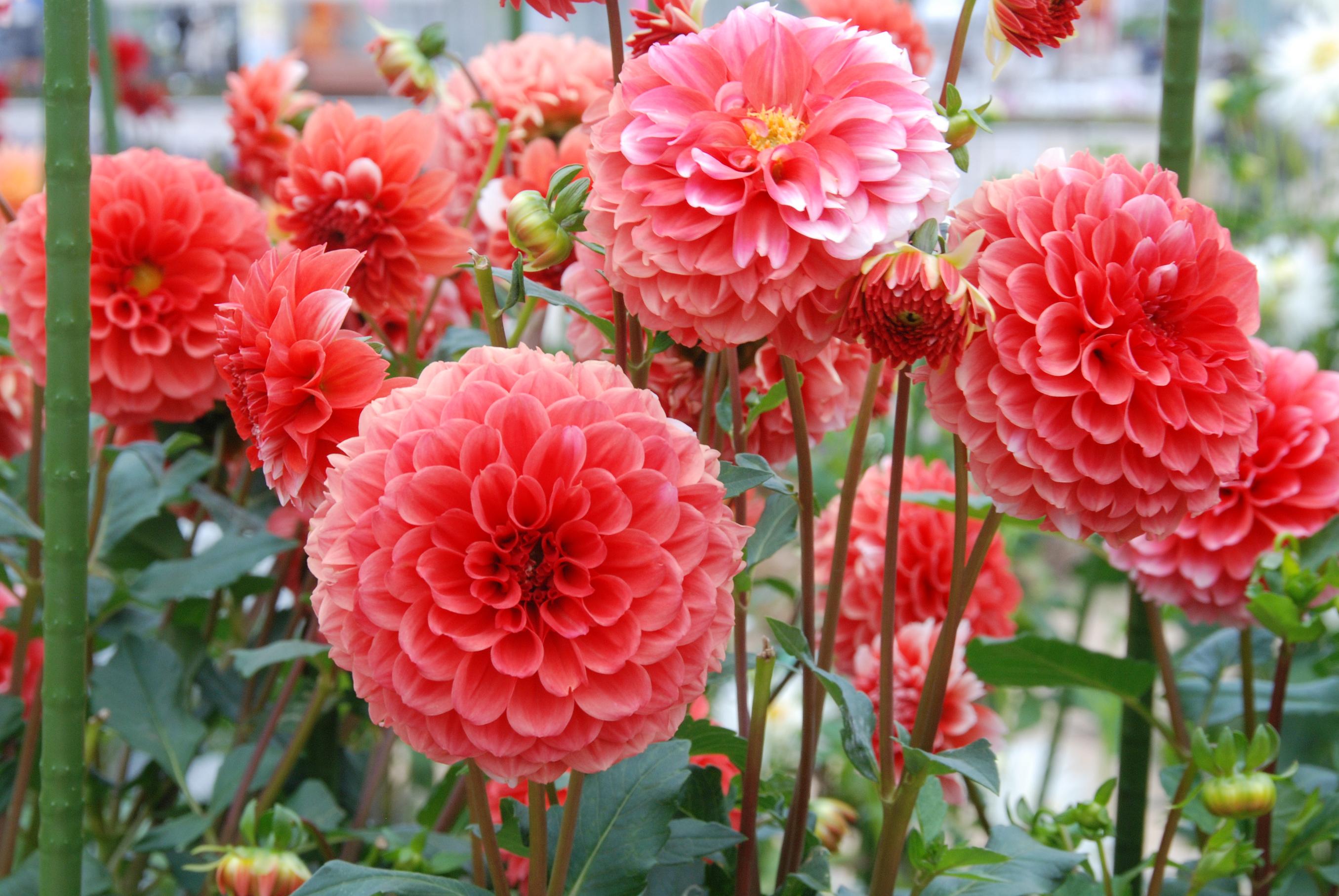 ダリアのおぼろ月