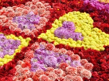 ダリア花じゅうたん3