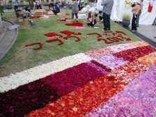 ダリア花じゅうたん4