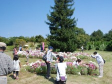花の道のコスモスの様子