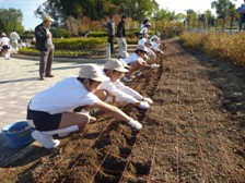 チューリップの植付け体験の様子2