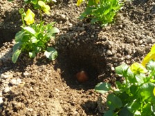 チューリップの植付け体験の様子3