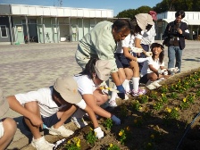 チューリップの植付け体験の様子1