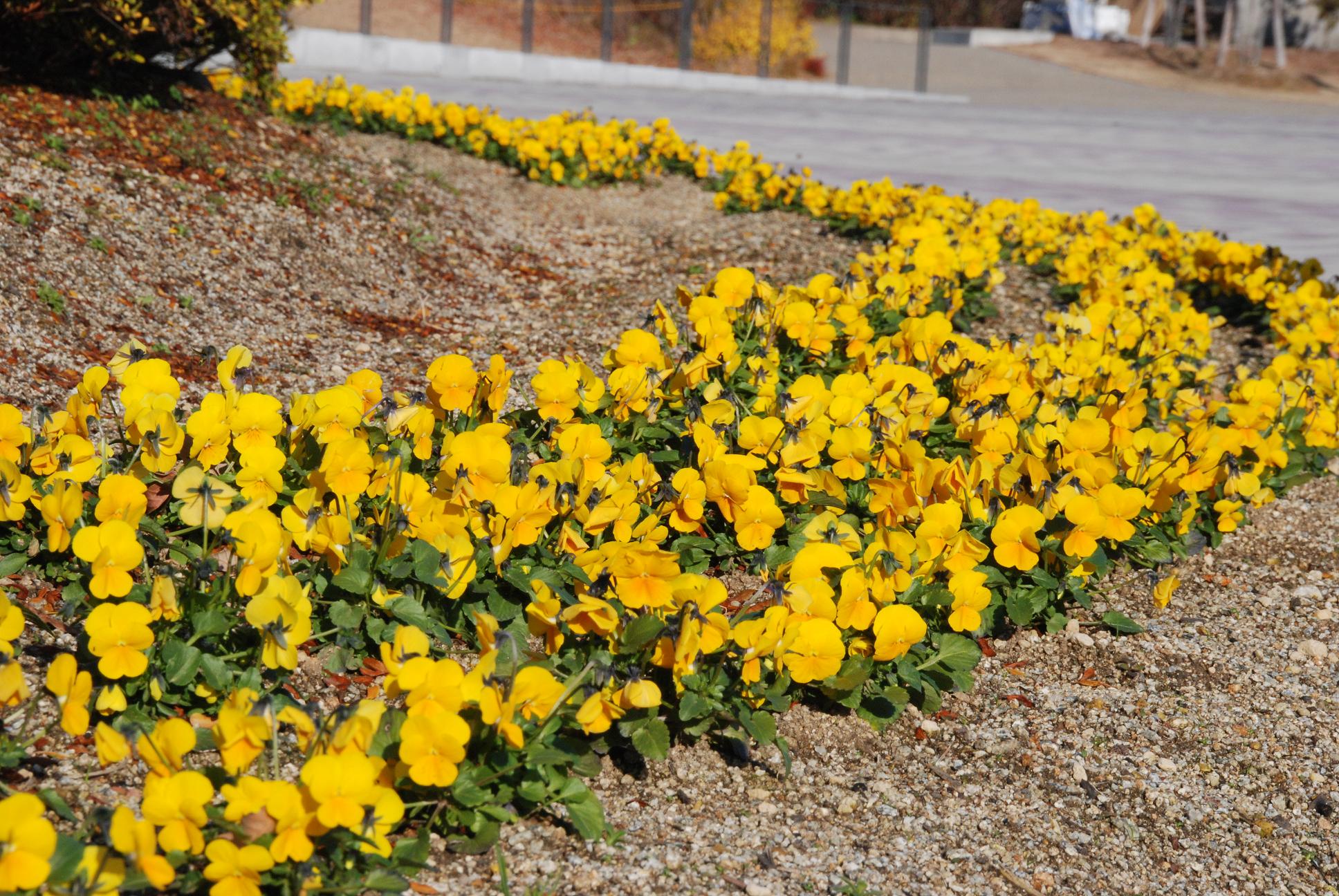 花見茶屋前花壇