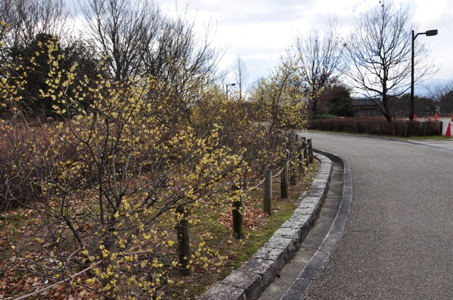 ナガレ山古墳前満開のソシンロウバイ