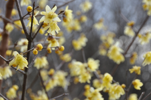 多くの花をつけ、甘い香りがするソシンロウバイ