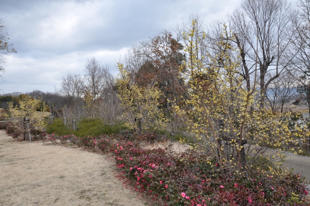 南エリアのほぼ満開になったソシンロウバイ