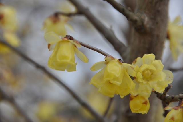 ソシンロウバイの素心とは花心まで全て黄色いから