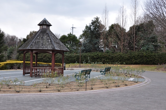 剪定の時期を迎えたバラ園のバラたち