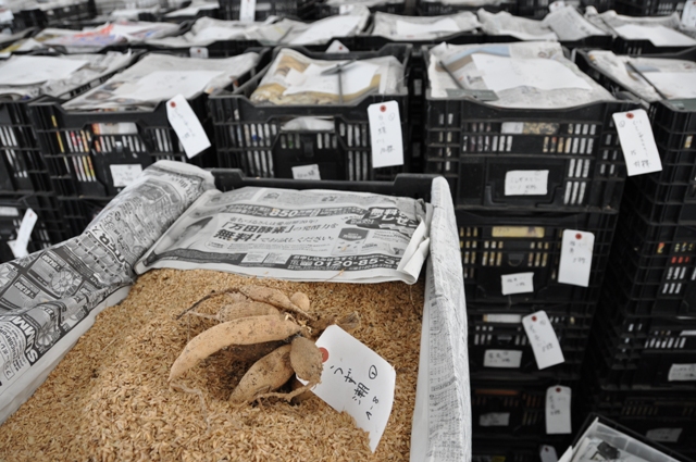 越冬のため別室に保存されているダリアの球根たち