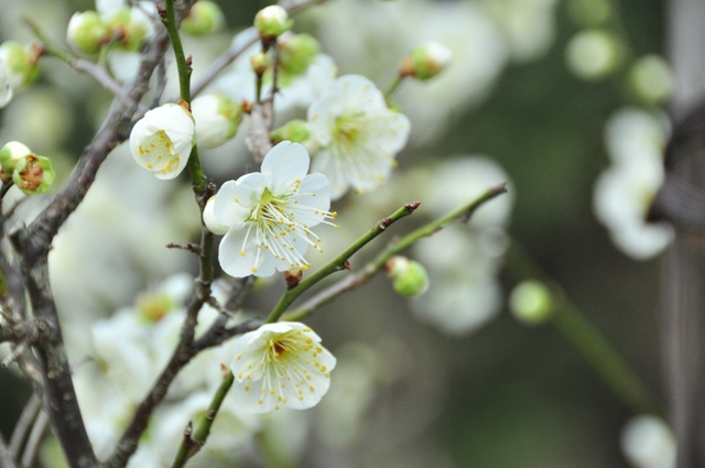 少な目の白梅が満開の様子