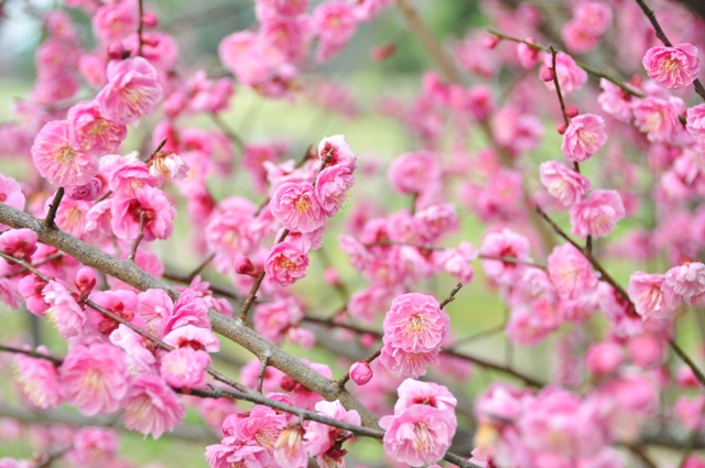 様々な梅の花