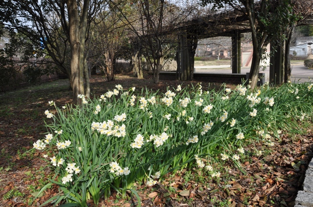 北遊具広場の水仙