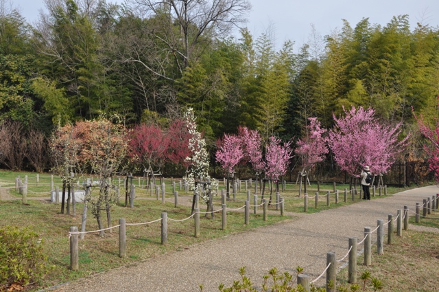 梅林西側の様子