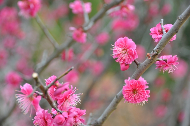 紅梅が咲く様子
