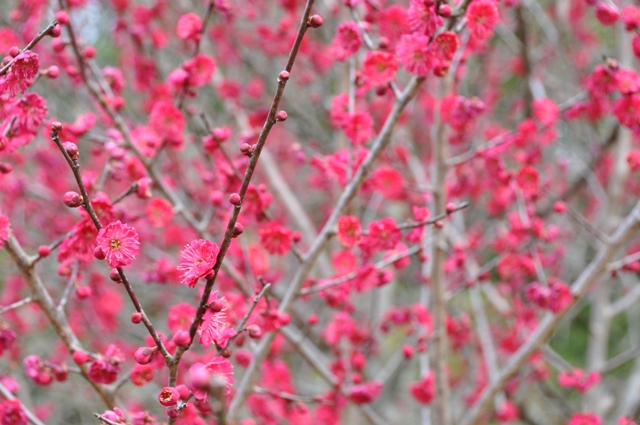 別の紅梅がたくさん咲いている様子