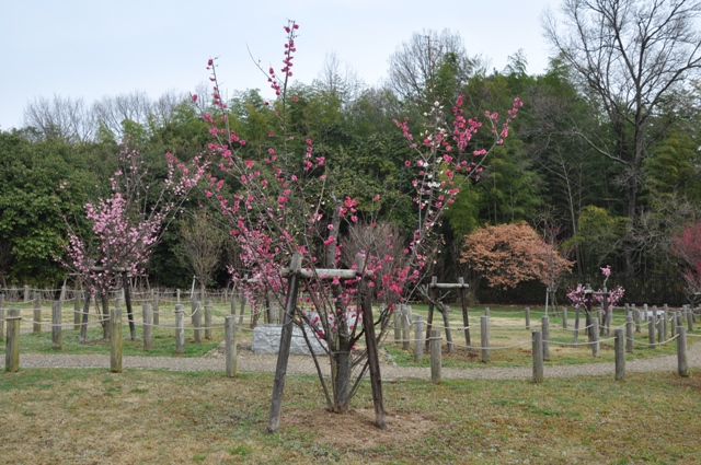 紅白両方が咲く梅の木