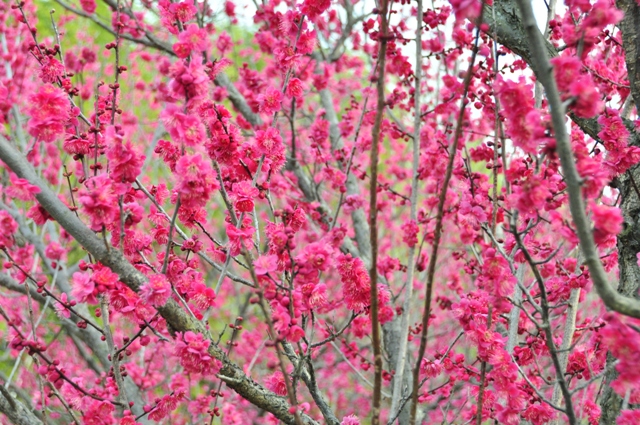 深紅一色の梅花